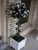 Azalea Topiary In white lattice box